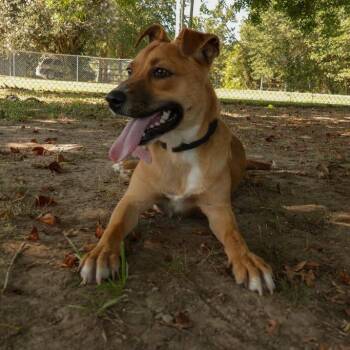 Buoy -  Hound and Labrador Retriever Dog for Adoption in Carencro, Louisiana - Buoy | PetCurious