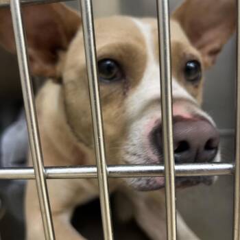 Groot -  Mixed Breed Dog for Adoption in Winston-salem, North Carolina - Groot | PetCurious