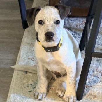 Australian Cattle Dog Blue Heeler and Labrador Retriever Dogs Available for Adoption - Marco Olympians - Local Pup | PetCurious