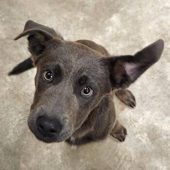 Doberman Pinscher and Labrador Retriever Dogs Available for Adoption in Tupelo, Mississippi - Oliver - 050403U | PetCurious