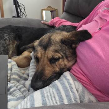 Carlotta -  Mixed Breed Dog for Adoption in Buffalo, Minnesota - Carlotta | PetCurious