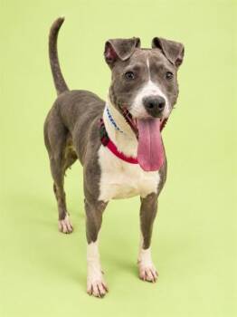SATELLITE -  Mixed Breed Dog for Adoption in Jacksonville, Florida - SATELLITE | PetCurious