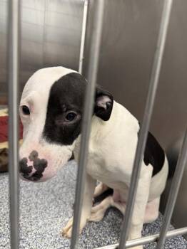 MICHAEL -  Pit Bull Terrier and Mixed Breed Dog for Adoption in Charlotte, North Carolina - MICHAEL | PetCurious