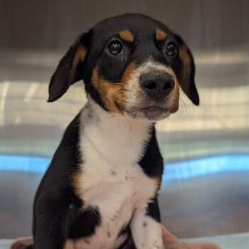Ronaldo -  Mixed Breed Dog for Adoption in Bentonville, Arkansas - Ronaldo | PetCurious