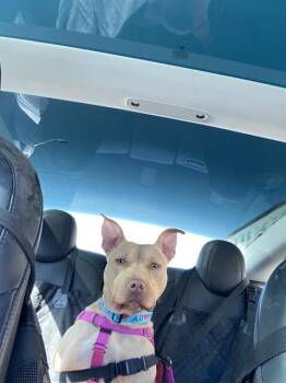 Pit Bull Terrier Dogs Available for Adoption in Indianapolis, Indiana - SKITTLES | PetCurious