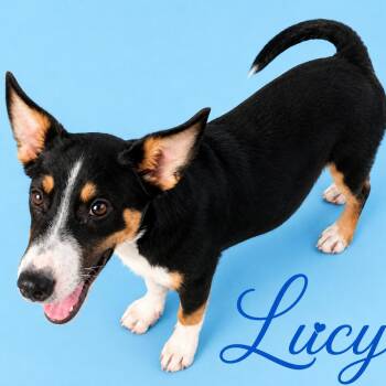 Lucy -  Australian Cattle Dog Blue Heeler Dog for Adoption in South Elgin, Illinois - Lucy | PetCurious
