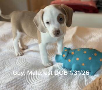 Harrier and Hound Dogs Available for Adoption - Guy | PetCurious