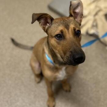 Rudy -  Mixed Breed Dog for Adoption in League City, Texas - Rudy | PetCurious