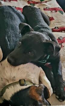 Rescue Mixed Breed Dogs for Adoption in Salamanca, New York - Pepper | PetCurious