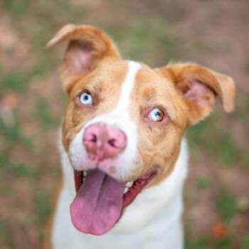 Caldor -  Mixed Breed Dog for Adoption in Chamblee, Georgia - Caldor | PetCurious