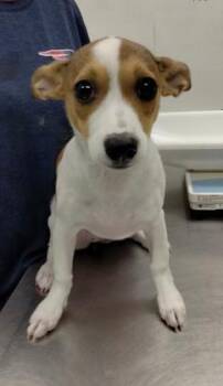 Bella -  Chihuahua and Mixed Breed Dog for Adoption in Palm Coast, Florida - Bella | PetCurious