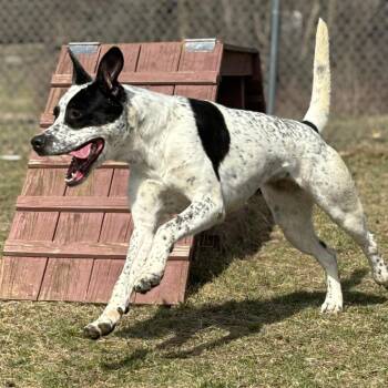 Opal -  English Pointer Dog for Adoption in Marshalltown, Iowa - Opal | PetCurious
