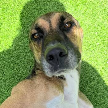 Tall Tan AKA Roscoe -  Shepherd and Hound Dog for Adoption in Loxahatchee Groves, Florida - Tall Tan AKA Roscoe | PetCurious