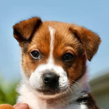 Parson Russell Terrier Dogs Available for Adoption in Frederick, Maryland - Steve-Available! Www.LHAR.dog To Apply! | PetCurious