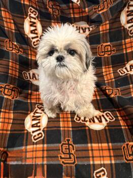 Bandit -  Shih Tzu Dog for Adoption in Modesto, California - Bandit | PetCurious