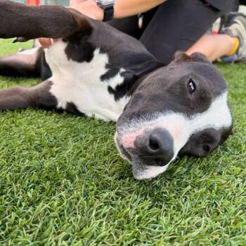 Dolly -  Pit Bull Terrier and Mixed Breed Dog for Adoption in Evansville, Indiana - Dolly | PetCurious