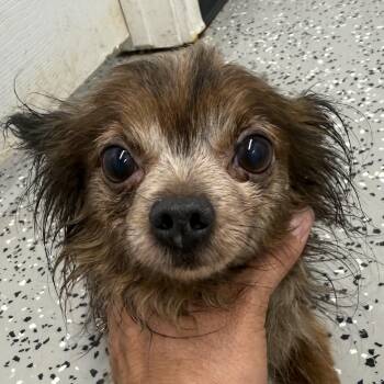 Poncho -  Chihuahua Dog for Adoption in Blue Springs, Missouri - Poncho | PetCurious