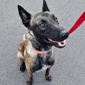 French Fry -  Belgian Shepherd Malinois Dog for Adoption in Pine Mountain Club, California - French Fry | PetCurious