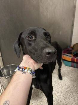 Planetary -  Mixed Breed Dog for Adoption in Atlanta, Georgia - Planetary | PetCurious