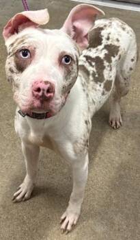 Sunflower -  Pit Bull Terrier Dog for Adoption in Cleveland, Ohio - Sunflower | PetCurious