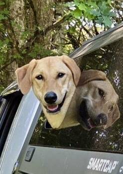Molly -  Labrador Retriever and Yellow Labrador Retriever Dog for Adoption in Austin, Texas - Molly | PetCurious