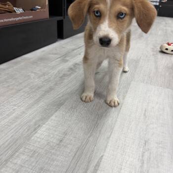 Artie -  Great Pyrenees Dog for Adoption in Atlanta, Georgia - Artie | PetCurious