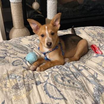 Patty -  Mixed Breed Dog for Adoption in Jarrettsville, Maryland - Patty | PetCurious