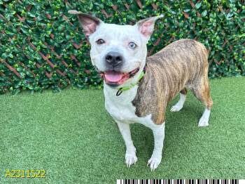 Mixed Breed Dogs Available for Adoption - PIGGY | PetCurious