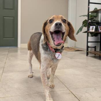 Randy -  Beagle and Mixed Breed Dog for Adoption in Nowata, Oklahoma - Randy | PetCurious