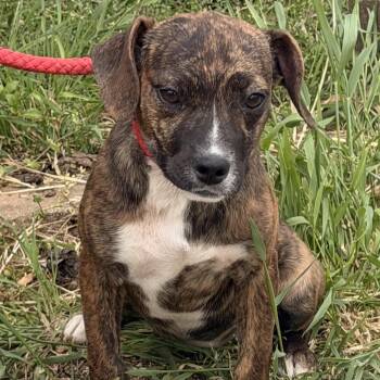 Mountain Cur and Terrier Dogs Available for Adoption in Nashville, Tennessee - Knick Knack | PetCurious