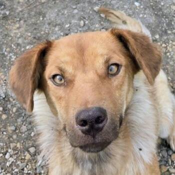Pretty (20261018-01) -  Labrador Retriever Dog for Adoption in Niagara Falls, Ontario - Pretty (20261018-01) | PetCurious