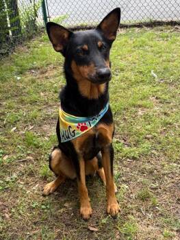 Shepherd Dogs Available for Adoption in Little Rock, Arkansas - Wally | PetCurious