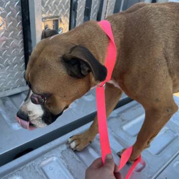 Rescue Pit Bull Terrier Dogs for Adoption in Richmond Hill, Georgia - Odinette | PetCurious