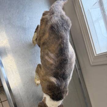 Shepherd and Terrier Dogs Available for Adoption - TUSC-Stray-83471 | PetCurious