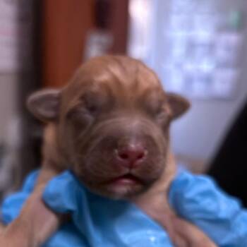 Mixed Breed Dogs Available for Adoption in Yuma, Arizona - Pablo | PetCurious