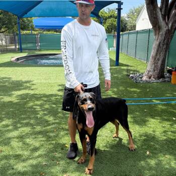 Rocky 3615 -  Doberman Pinscher Dog for Adoption in Oakland Park, Florida - Rocky 3615 | PetCurious