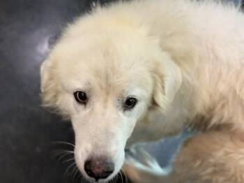 Lenora -  Mixed Breed Dog for Adoption in Memphis, Tennessee - Lenora | PetCurious