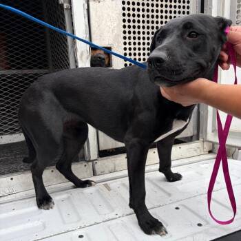 Shepherd Dogs Available for Adoption in Edinburg, Texas - Mara Jade | PetCurious