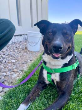 Rescue Mixed Breed Dogs for Adoption - Katara | PetCurious