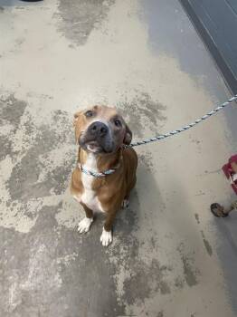 ODYSSEUS -  American Staffordshire Terrier and German Shepherd Dog Dog for Adoption in Tallahassee, Florida - ODYSSEUS | PetCurious