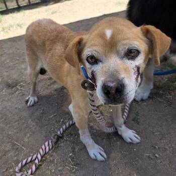 SOCKS -  Beagle and Mixed Breed Dog for Adoption in Long Beach, California - SOCKS | PetCurious