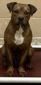Brutus -  American Bulldog Dog for Adoption in Hillsdale, Indiana - Brutus | PetCurious