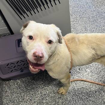 Cafe au Lait -  Mixed Breed Dog for Adoption in Dearborn, Michigan - Cafe Au Lait | PetCurious