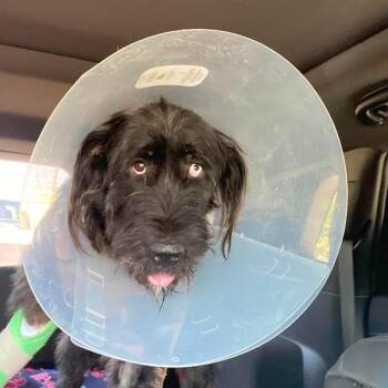 Liam -  Giant Schnauzer Dog for Adoption in Houston, Texas - Liam | PetCurious