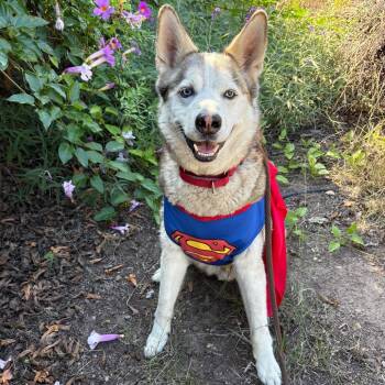 Rescue Husky and Mixed Breed Dogs for Adoption in Goleta, California - Po | PetCurious