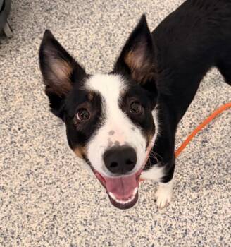 Border Collie Dogs Available for Adoption in Golden, Colorado - Dakota | PetCurious