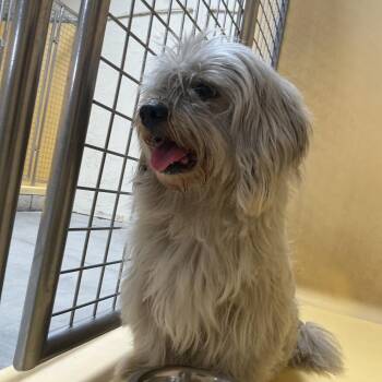 IVHS-Stray-139937 -  Havanese and Mixed Breed Dog for Adoption in San Gabriel, California - IVHS-Stray-139937 | PetCurious