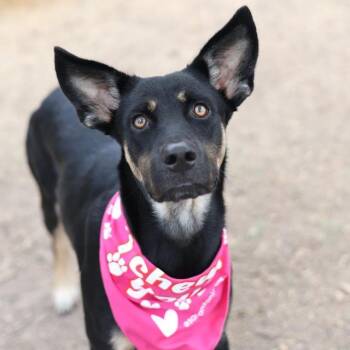 Rescue German Shepherd Dog Dogs for Adoption in San Antonio, Texas - CLEO | PetCurious