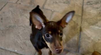 Rescue Miniature Pinscher and Mixed Breed Dogs for Adoption in Fort Worth, Texas - Lawson | PetCurious
