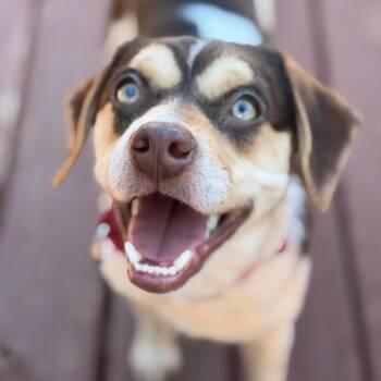 Beagle and Mixed Breed Dogs Available for Adoption in Lenexa, Kansas - Chief | PetCurious